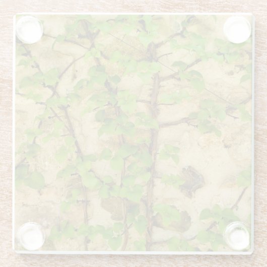 Dessous-de-verre En Verre Hydrangea petiolaris (Dos)