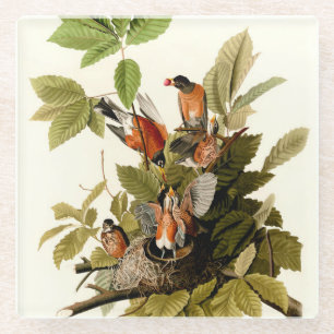 Dessous-de-verre En Verre Illustration Audubon American Robin Wildlife Bird
