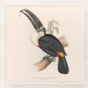 Dessous-de-verre En Verre Impression du Toucan de Cuvier : Oiseau Tropical V
