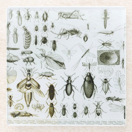 Dessous-de-verre En Verre Insectes d'entomologie (Devant)