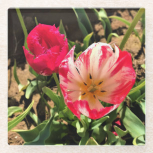 Dessous-de-verre En Verre Inside a Pink et White Tulip