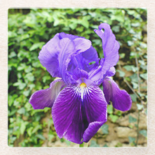Dessous-de-verre En Verre Iris à poils