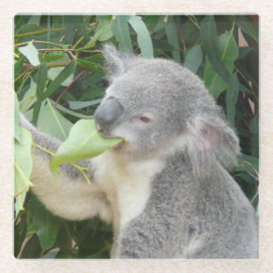 Dessous-de-verre En Verre Koala mangeant une feuille d'eucalyptus