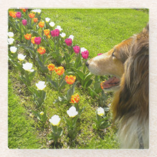 Dessous-de-verre En Verre La Boîte à Bijoux Collie et Tulipes