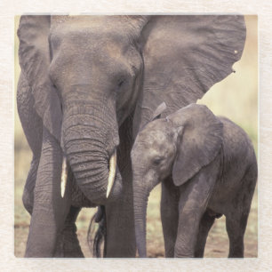 Dessous-de-verre En Verre L'Afrique, Tanzanie, parc national de Tarangire