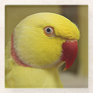 Dessous-de-verre En Verre Le perroquet jaune vif de l'Indien Lutino Ringneck