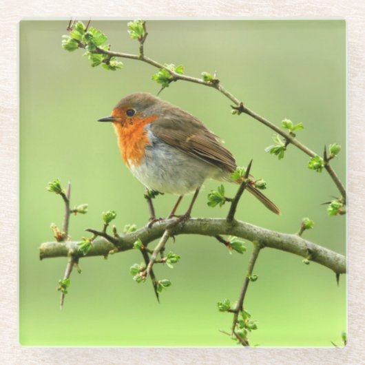 Dessous-de-verre En Verre Le Robin (Devant)