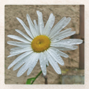Dessous-de-verre En Verre Leucanthemum
