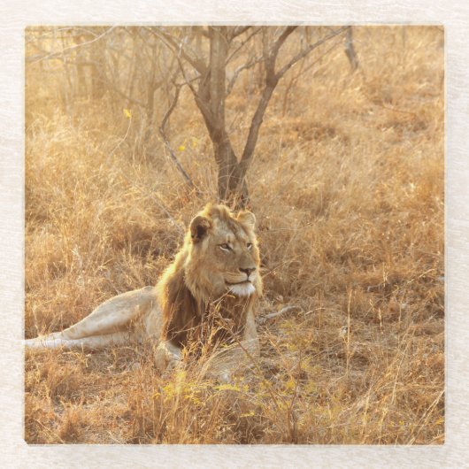 Dessous-de-verre En Verre Lion (Devant)