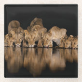Dessous-de-verre En Verre Lion Pride Drinks at the Water Hole at Night (Devant)