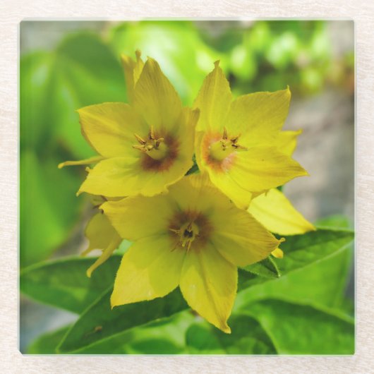Dessous-de-verre En Verre Lysimachia punctata (Devant)