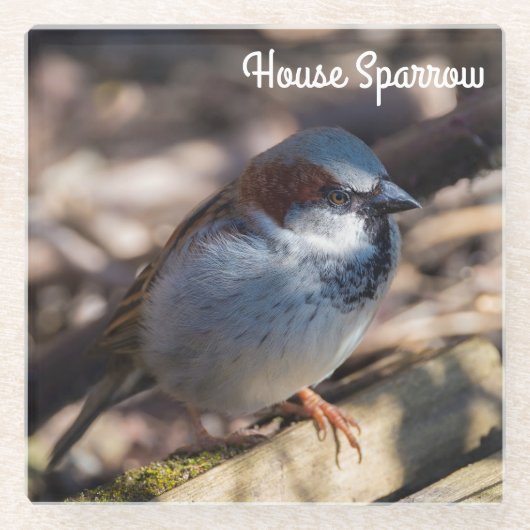 Dessous-de-verre En Verre Maison Sparrow (Devant)