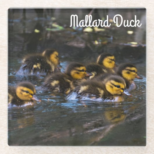 Dessous-de-verre En Verre Mallard Ducklings (Devant)
