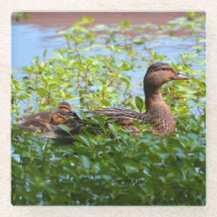 Dessous-de-verre En Verre Mallard et canettes-Natation par Shirley Taylor