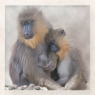 Dessous-de-verre En Verre Mandrill et jeune dessous de verre