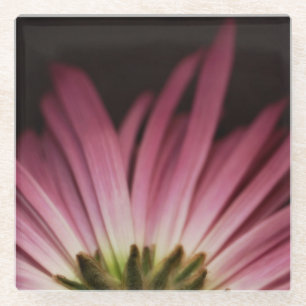 Dessous-de-verre En Verre Marguerite pourpre fanée