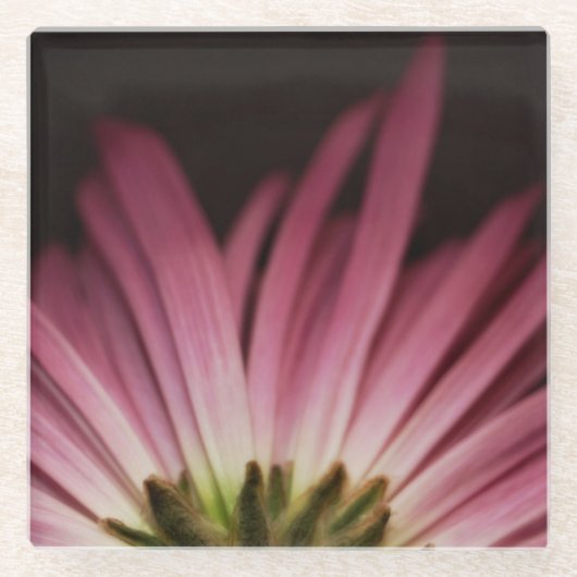 Dessous-de-verre En Verre Marguerite pourpre fanée (Devant)