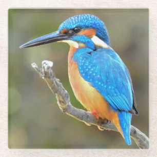 Dessous-de-verre En Verre Martin-pêcheur mignon et coloré ou oiseau d'Alcedi