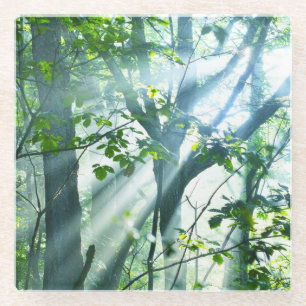 Dessous-de-verre En Verre Matin dans la forêt