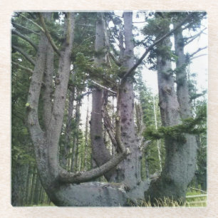 Dessous-de-verre En Verre Octopus Tree, Cape Meares, Oregon