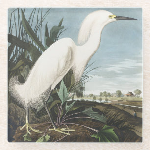 Dessous-de-verre En Verre Œuvre d'art vintage d'Audubon sur l'aigrette neige