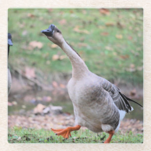 Dessous-de-verre En Verre Oie sotte