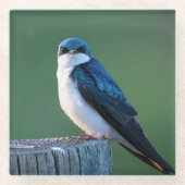 Dessous-de-verre En Verre Oiseau curieux (Devant)