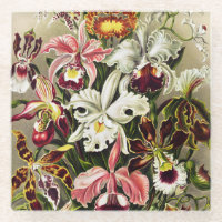 Orchidées, Orchidée Denusblumen Ernst Haeckel