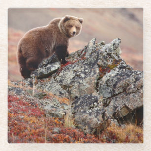 Dessous-de-verre En Verre Ours Brown de Denali