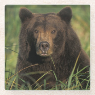 Dessous-de-verre En Verre ours brun, Ursus arctos, grizzly, Ursus 9