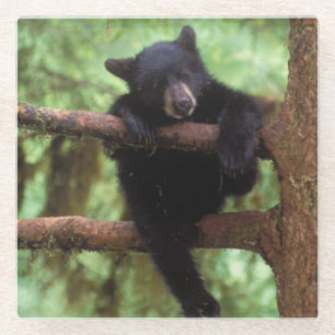 Dessous-de-verre En Verre ours noir, Ursus americanus, ourson dans un arbre