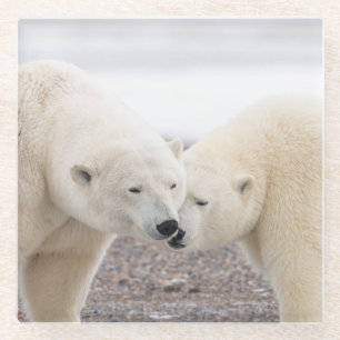 Dessous-de-verre En Verre Paire mignonne d'ours polaires amoureux
