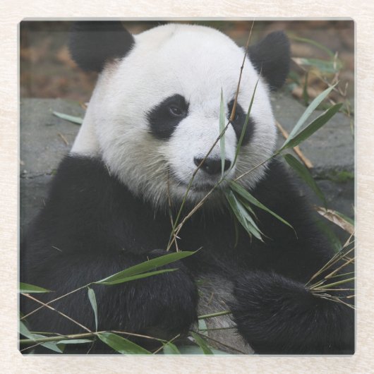 Dessous-de-verre En Verre Panda géant (Devant)