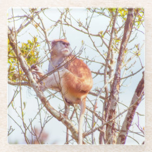 Dessous-de-verre En Verre Patas est au sommet d'un arbre