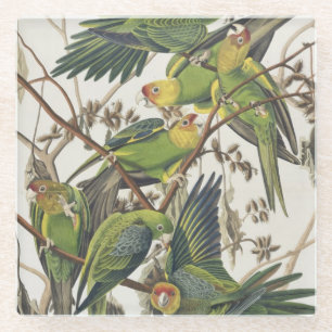Dessous-de-verre En Verre Perruche de Caroline, des "oiseaux de l'Amérique",