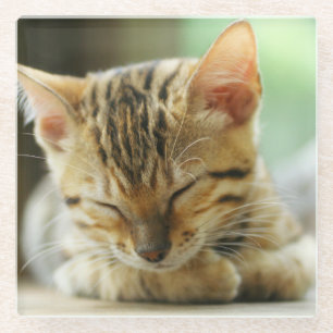 Dessous-de-verre En Verre Petit bébé de sommeil Kitty
