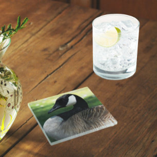 Dessous-de-verre En Verre Photo de faune de Bernache du Canada
