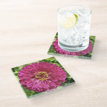 Photo de fleur de Zinnia vive