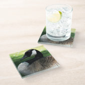 Dessous-de-verre En Verre Photo de la faune de Canada Goose (Incliné)