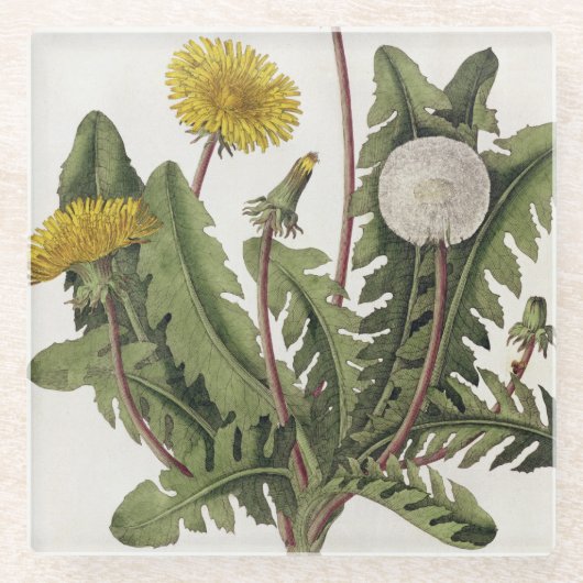 Dessous-de-verre En Verre Pissenlit (gravure de couleur) (Devant)