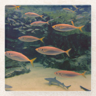 Dessous-de-verre En Verre Plage de poisson