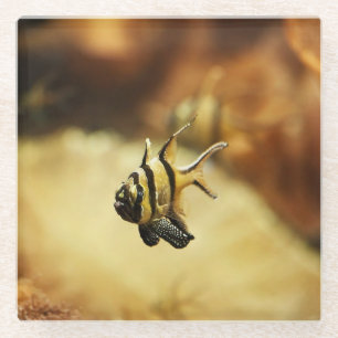 Dessous-de-verre En Verre Poisson-ange rayé solitaire