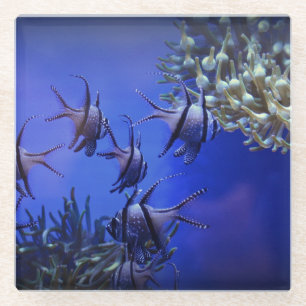 Dessous-de-verre En Verre Poisson blanc et noir en mer Bleue profonde