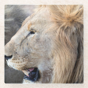 Dessous-de-verre En Verre Portrait de Lion