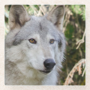 Dessous-de-verre En Verre Portrait de loup