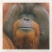 Dessous-de-verre En Verre Portrait of Orang-utang Male, Georgia, USA (Devant)
