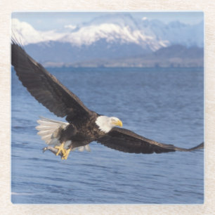 Dessous-de-verre En Verre pygargue à tête blanche, Haliaeetus leucocephalus,