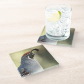 Dessous-de-verre En Verre Queue masculine (Incliné)