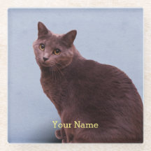 Regard russe de chat bleu