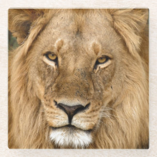 Dessous-de-verre En Verre Relaxed Lion King, Great Mane Coaster
